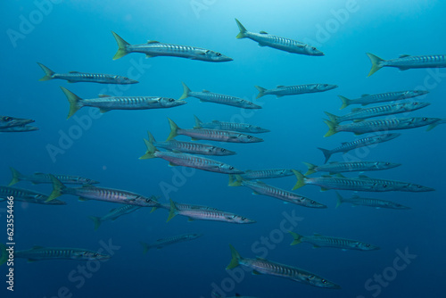 Large school of barracudas in the Raja Ampat national park in Indonesia