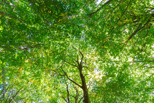 tree leaves seen from below in the middle of the forest in a natural park, tree branches seen from below