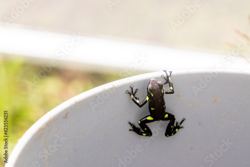 Dendrobates auratus ou sapo verde e preto é uma espécie de anfíbio anuro da família Dendrobatidae muito comum no chão da floresta da América Central