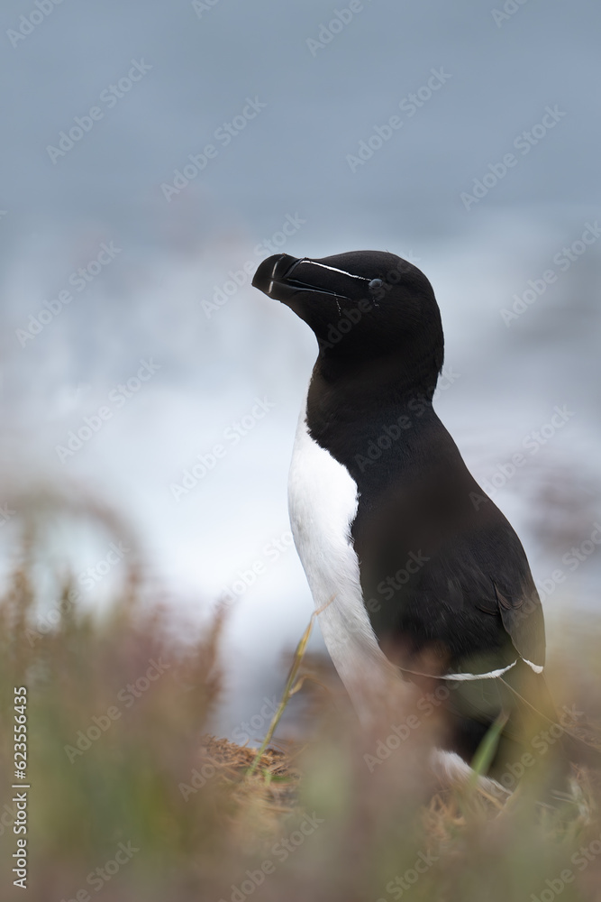 Obraz premium Razorbill on the cliffs of the island of Lunga