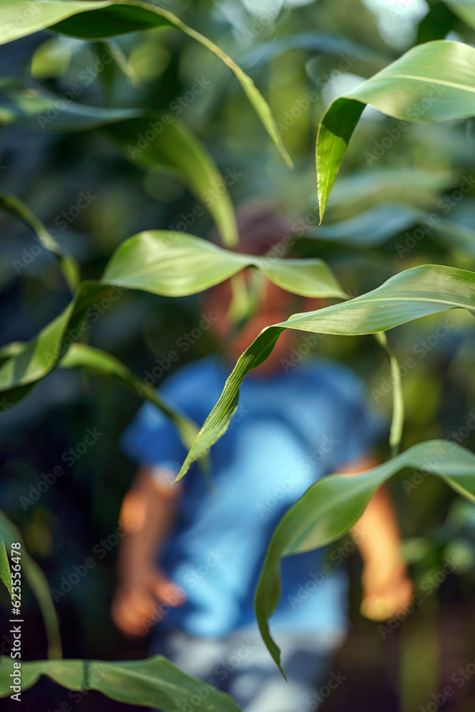 Fototapeta premium A child is hiding in a cornfield. Focus on the leaves, boy blurred, selective focus. Ecological concept.