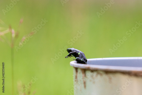 Dendrobates auratus ou sapo verde e preto é uma espécie de anfíbio anuro da família Dendrobatidae muito comum no chão da floresta da América Central
