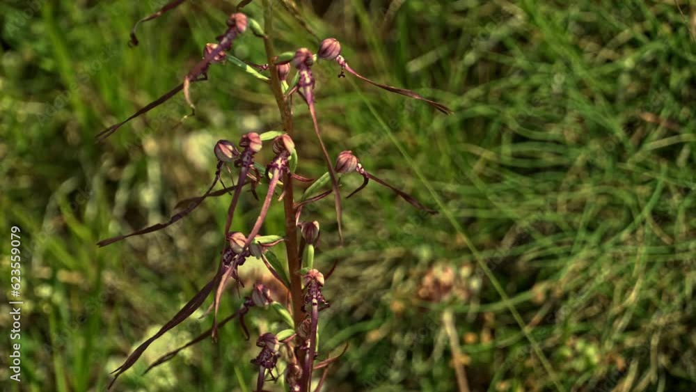 flowering rare orchid plant Himantoglossum adriaticum, the Adriatic lizard orchid in a meadow. Gran Sasso and Monti della Laga National Park. Abruzzo