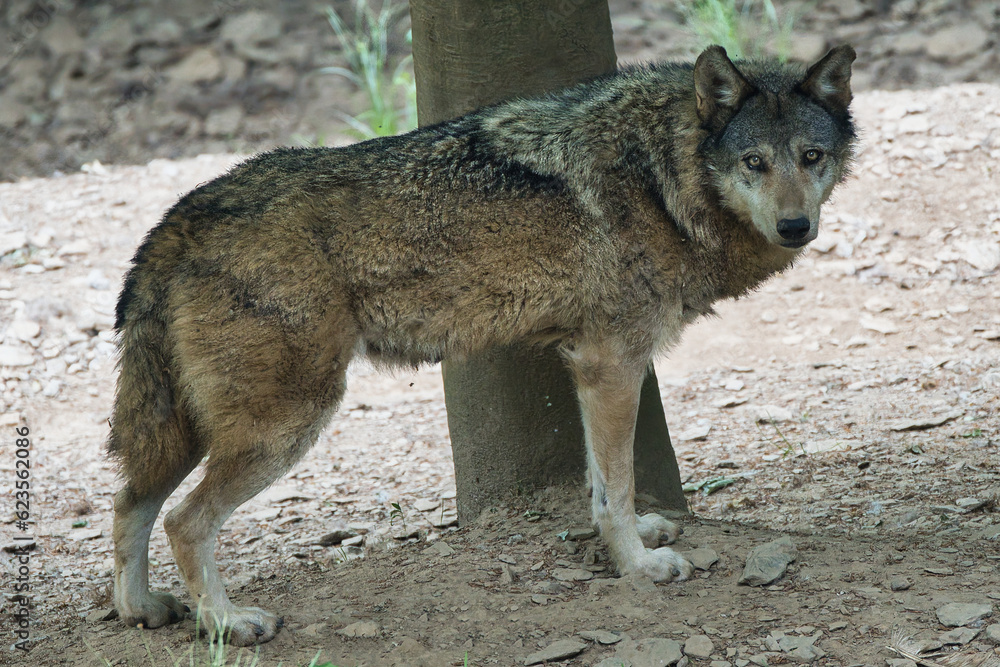 Fototapeta premium A standing wolf looking at you from under a tree