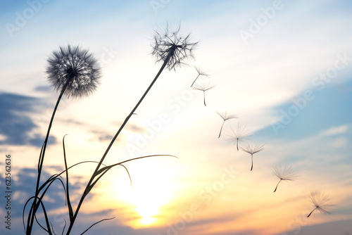 Dandelion seeds are flying against the background of the sunset sky. Floral botany of nature