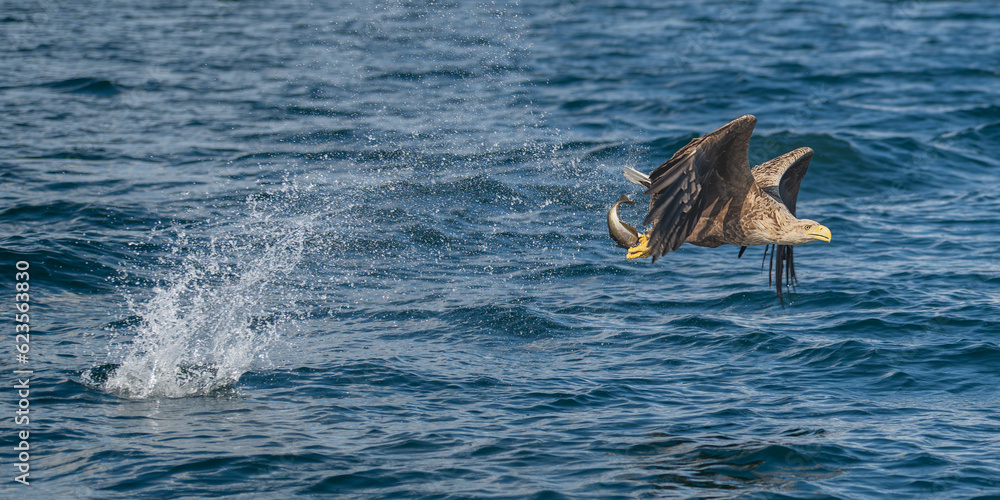 Fototapeta premium White tailed sea eagle catching fish off the coast of the isle of Mull