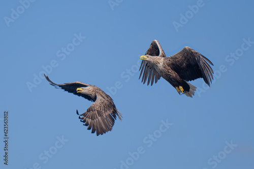 Two white tailed sea eagles fighting for a fish off the coast of the isle of Mull