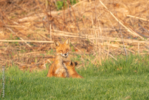 Red Fox Mother with one eye closed and playful pup © Lee