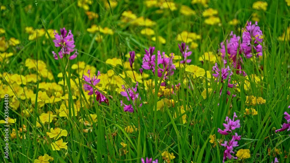 At the beginning of summer, large bushes of Greater polygala color the plain of Campo Imperatore.Gran Sasso and Monti della Laga National Park,Abruzzo At the beginning of summer, large bushes of Greater polygala color the plain of Campo Imperatore.Gran Sasso and Monti della Laga National Park,Abruzzo