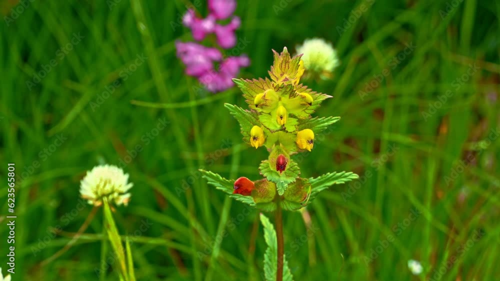 Flowering of Rhinanthus minor L. commonly called Cockscomb minor in the Gran Sasso and Monti della Laga National Park. Abruzzo, Italy, Europe Flowering of Rhinanthus minor L. commonly called Cockscomb minor in the Gran Sasso and Monti della Laga National Park. Abruzzo, Italy, Europe