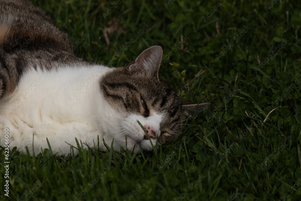 This pretty kitty was posing in the grass for this photoshoot when I took this picture. The cat got really playful when he saw the camera. I love his brown and black stripes with his white belly. This pretty kitty was posing in the grass for this photoshoot when I took this picture. The cat got really playful when he saw the camera. I love his brown and black stripes with his white belly.
