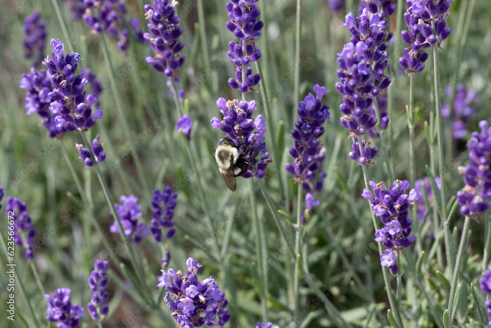 Obraz premium Isolated large honey bumble bee gathering pollen in a field of lavender, its wings are frozen in time. Beautiful bokeh blurred background.