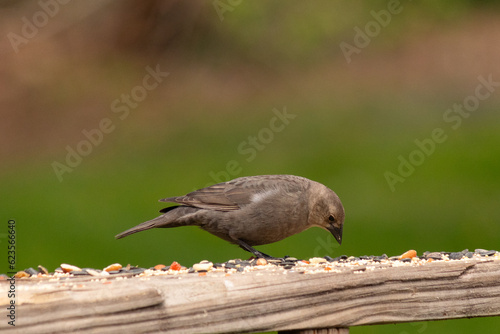 This pretty little female cowbird came to the railing of my deck when I took the picture. She came for some birdseed which is all around her feet. I love this bird's brown colors with fluffy feathers. photo