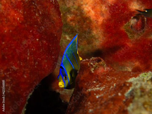 juvenile queen angelfish in  Flower Garden Banks National Marine Sanctuary photo