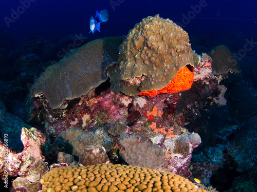 coral reef and fish in  Flower Garden Banks National Marine Sanctuary photo