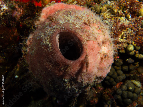 Coral sponge  Flower Garden Banks National Marine Sanctuary photo