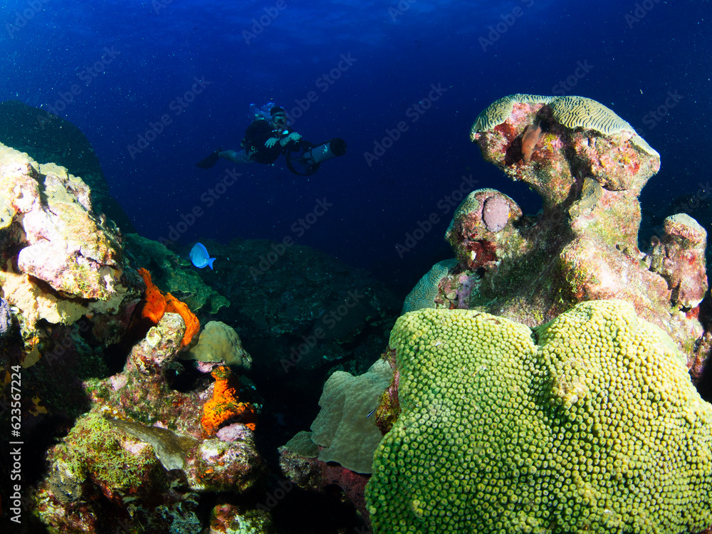 coral reef and diver at Flower Garden Banks National Marine Sanctuary coral reef and diver at Flower Garden Banks National Marine Sanctuary