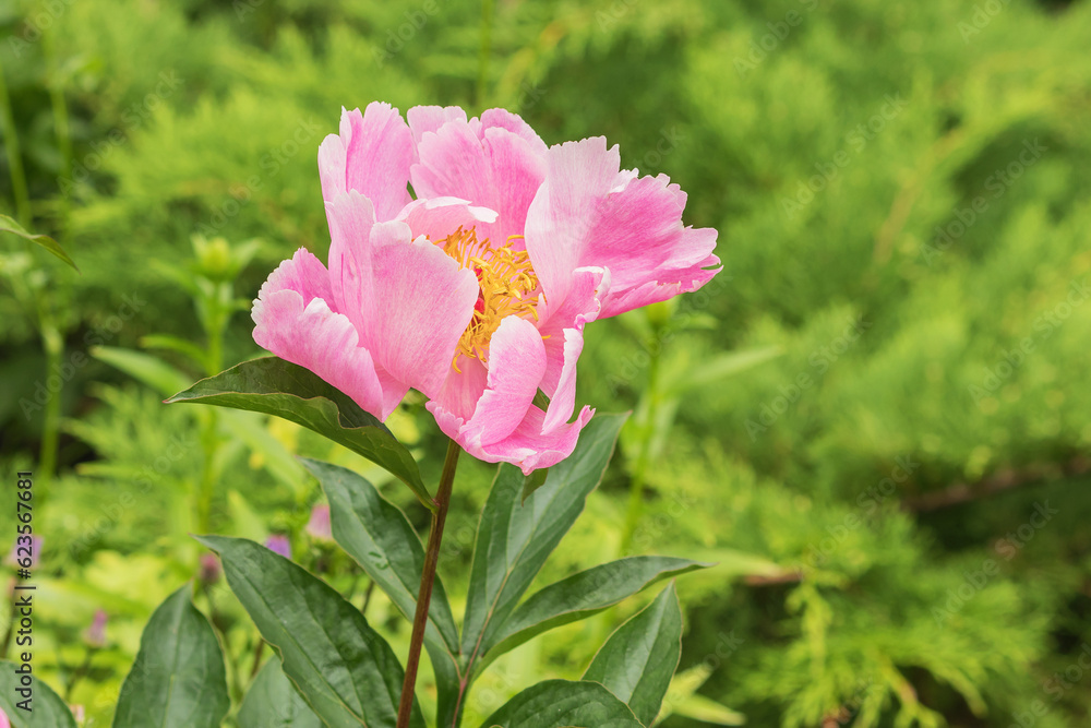 A bud of a blossoming pink decorative peony in a summer country garden.