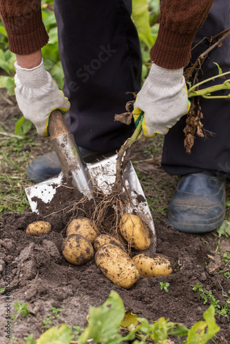 Farmer digging up, harvesting organic potato in vegetable garden field close up. Potato harvest. Bio and eco farming cultivation © Viktor Iden