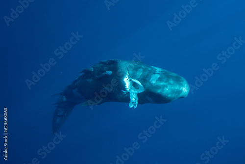 sperm whale eating a plastic bag in the ocean