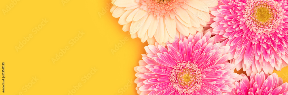 Banner with gerbera flowers on a yellow background.