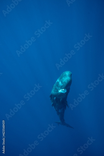 sperm whale eating a plastic bag in the ocean