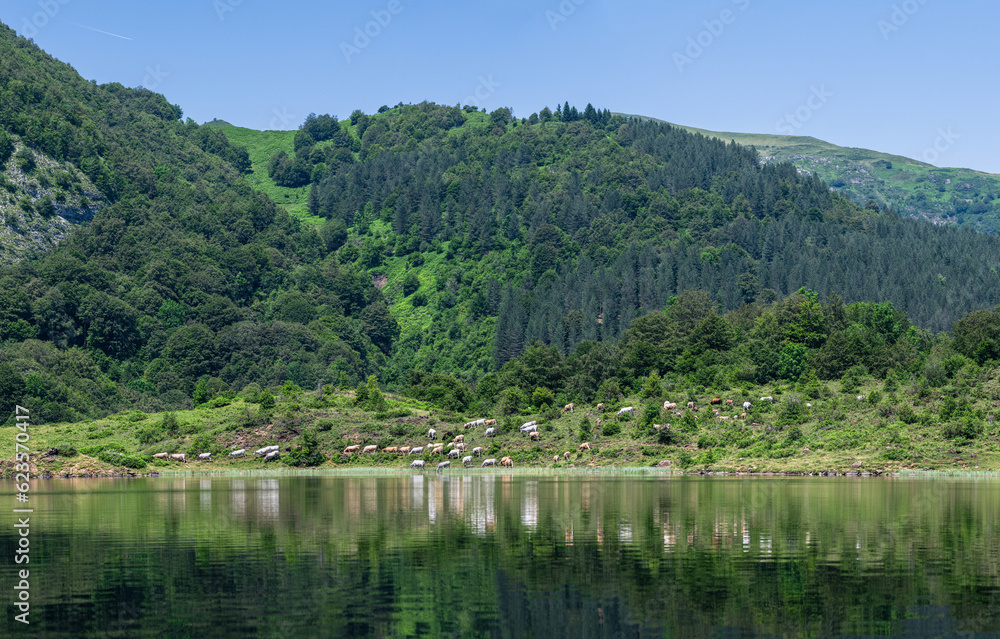 Troupeau de vaches sur la rive d'un lac de lers dans les Pyrénées en France
