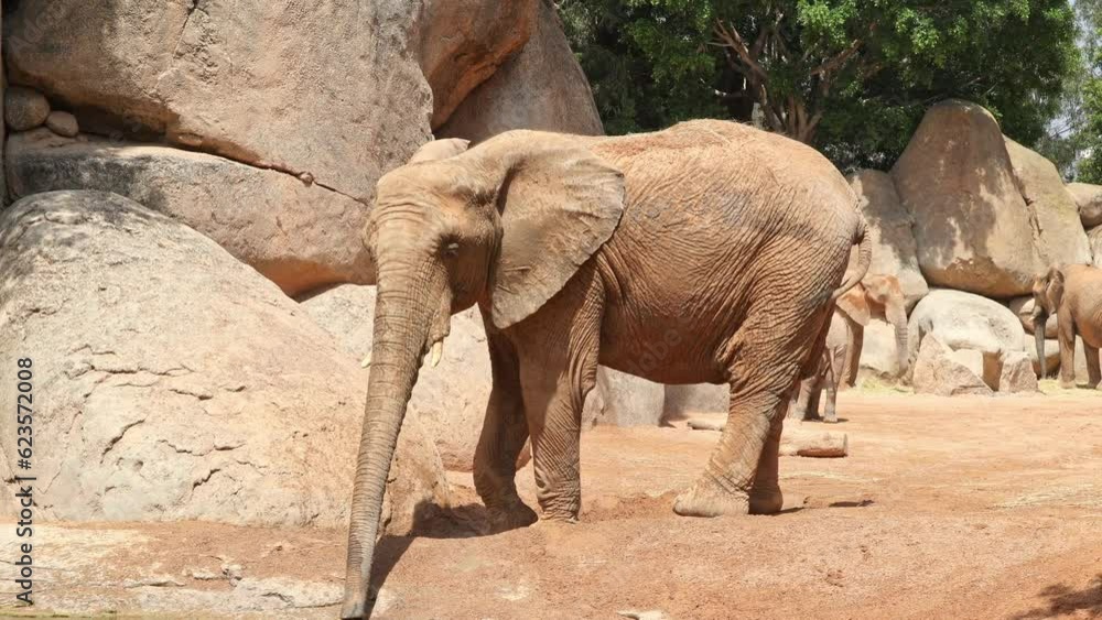 The african elephant throws sand to protect itself from the very hat sun. Slow motion 4K