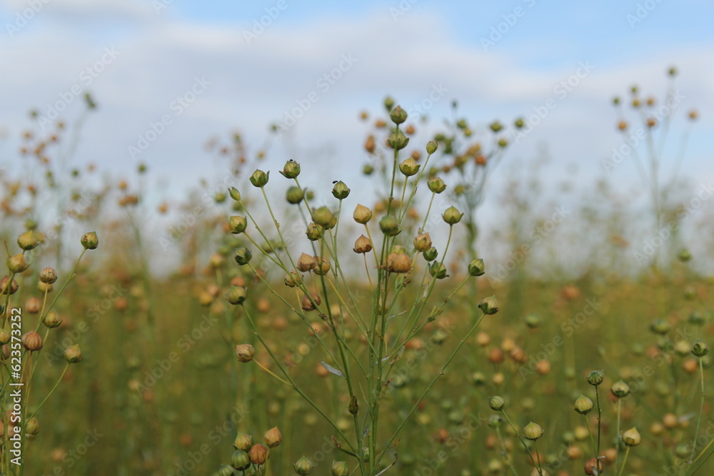 beautiful flax plants with round seeds closeup  and a blue sky with clouds in the background