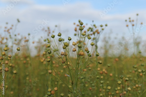 beautiful flax plants with round seeds closeup  and a blue sky with clouds in the background © Angelique