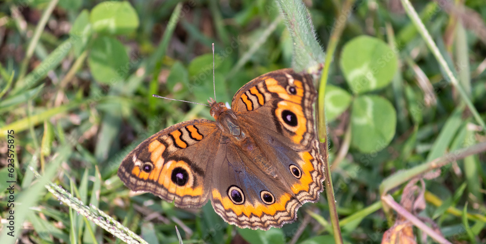 Photograph of a beautiful butterfly resting. Photograph of a beautiful butterfly resting.