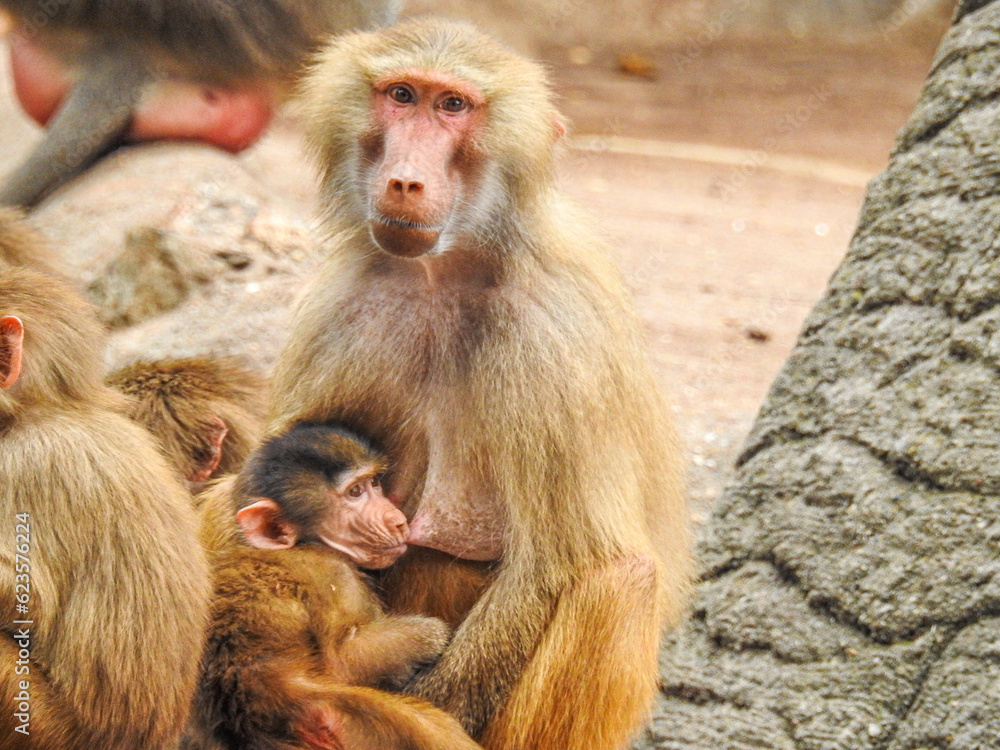 Fototapeta premium mother and baby baboon
