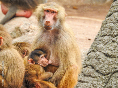 mother and baby baboon