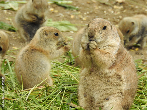 prairie dogs