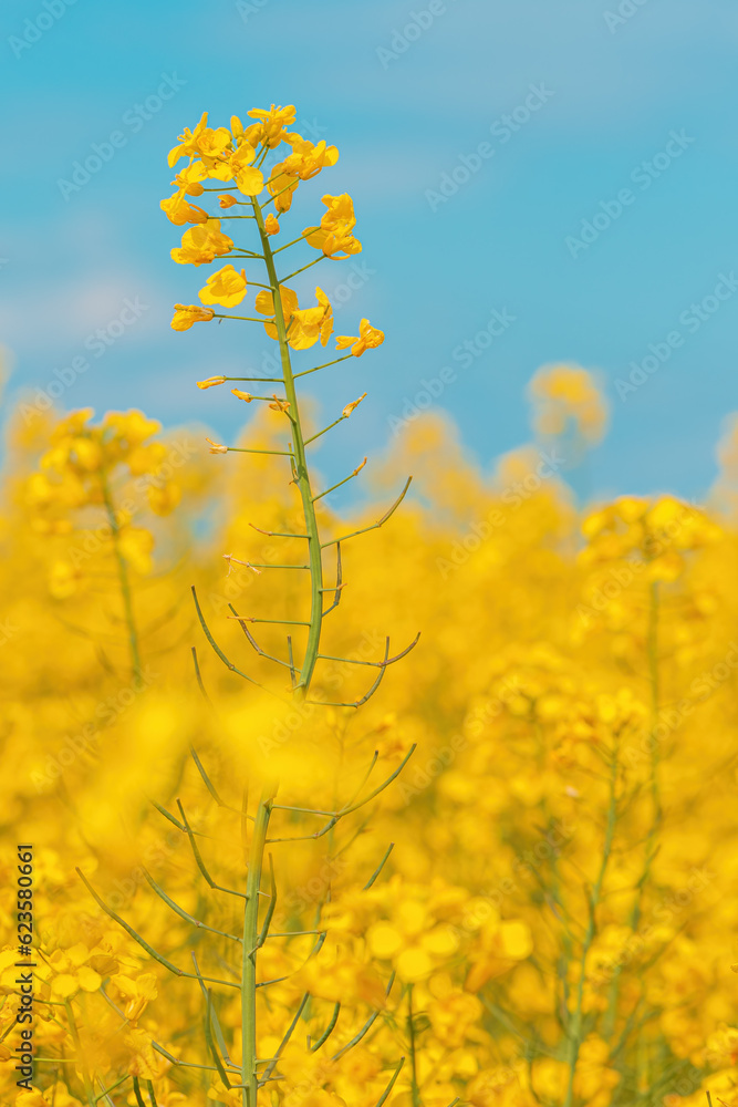 Blooming canola crop flowers with bright yellow petals in cultivated field Blooming canola crop flowers with bright yellow petals in cultivated field