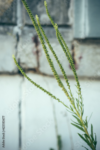 reseda luteola in summer in front of a house wall photo