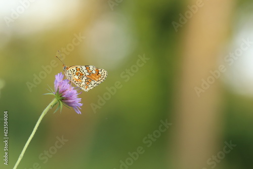 una farfalla melitaea phoebe su un fiore di scabiosa photo