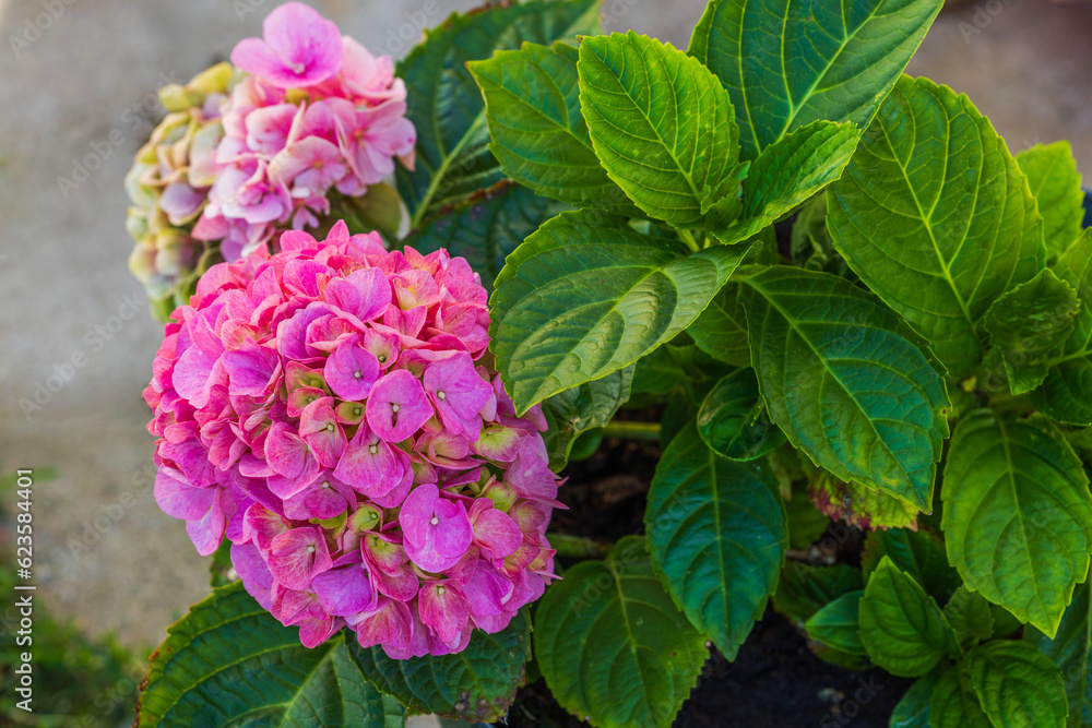 Close up view of pink hydrangea flowers blooming in garden. Close up view of pink hydrangea flowers blooming in garden.