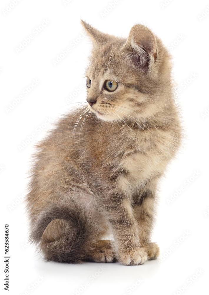 Kitten on white background. Kitten on white background.