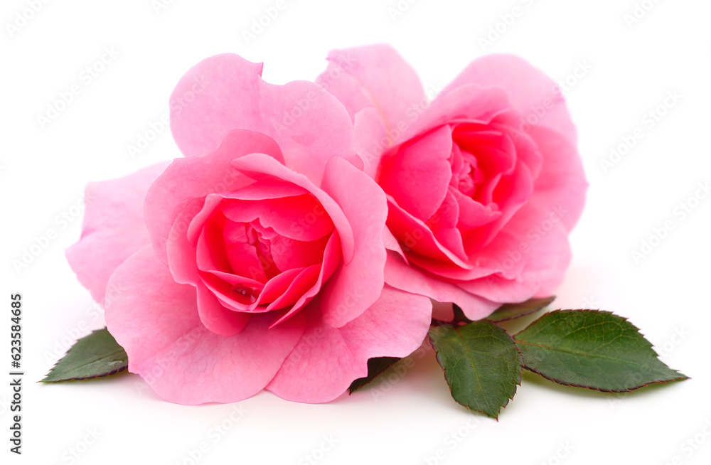 Beautiful pink roses.