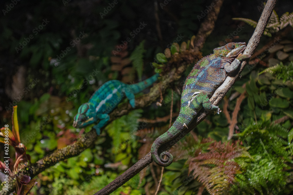 chameleons on the tree chameleons on the tree