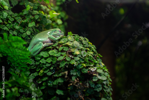 frog on a tree
