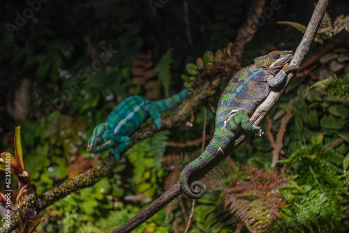 chameleons on the tree
