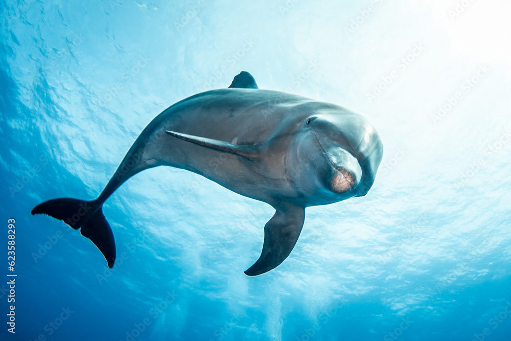Obraz premium Bottlenose dolphin, French Polynesia