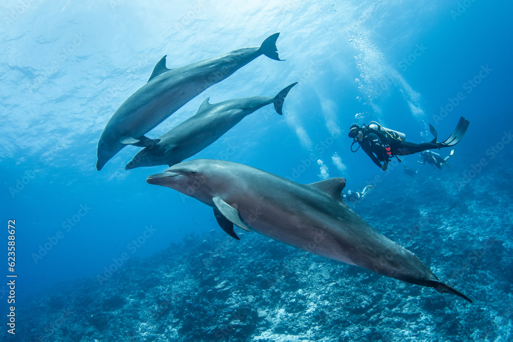 Bottlenose dolphin, French Polynesia Bottlenose dolphin, French Polynesia