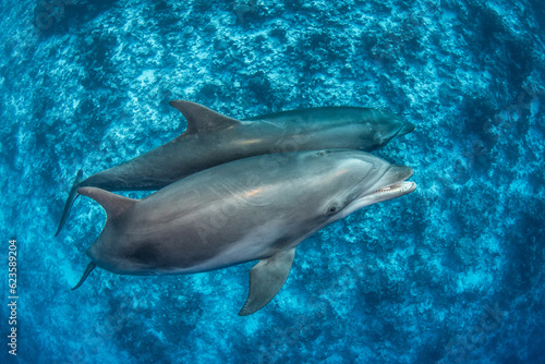 Bottlenose dolphin, French Polynesia