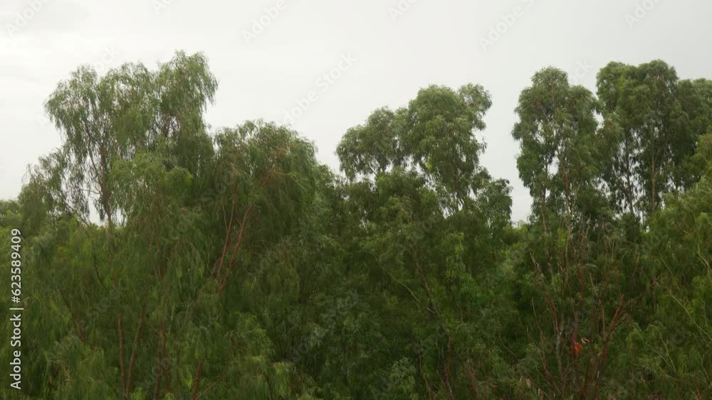 Powerful Rain Trees are swaying in the Wind Powerful Rain Trees are swaying in the Wind
