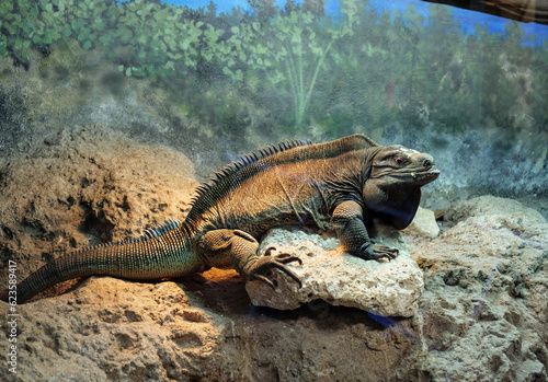 Cuban rock iguana (cyclura nubila) is a species of lizard of the iguana family © Selcuk