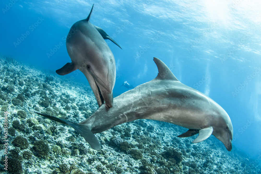 Fototapeta premium Bottlenose dolphin, French Polynesia