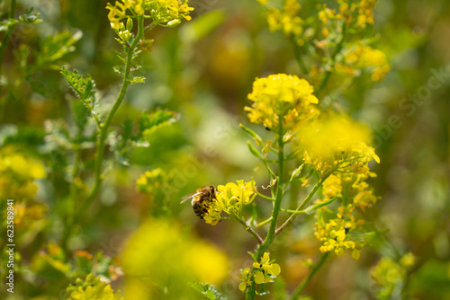 Biene sitzt auf gelber   lrettich Bl  te